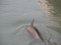 dolphinmay08